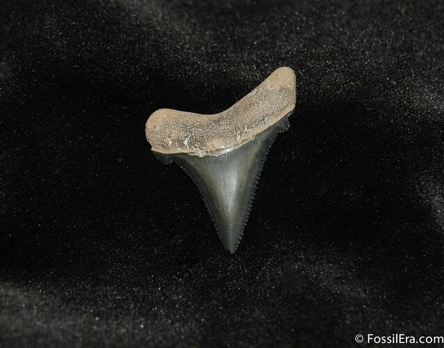 Angustiden Shark Tooth Fossil #189